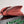 BV Liberta Crossbody Bag Buckle 30cm Brick-red Cowhide