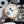SENATOR PANAROMA MOONPHASE ROSE GOLD WHITE DIAL