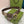INTERLOCKING G GOLD GREY BUCKLE 40MM BEIGE CANVAS