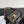 CLASSIC TRIOMPHE 20 BROWN MONOGRAM CALFSKIN