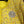 CC 25 Short Style Brooch Jacket Yellow Cotton