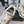 CC Sneaker Gold Metallic Silver in Cowhide 611663
