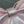 Dior 26 Bow Chain Bag in Glossy Pink Lambskin