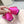 Mach & Mach 26SS Rhinestone Bow Flats Pink in Silk 722451