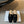 CD Baby Bow Mules Gold Bow Black Suede 858667