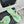 CC Crystal Logo Platform Thong Sandals Flat Lime Green Tweed 887780