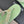 CC Crystal Logo Platform Thong Sandals Flat Lime Green Tweed 887780