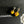 CC Lemon Stud Earrings Yellow Enamel 659651