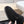LP Single Monk Strap Loafers Buckle Black Suede 954480
