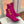 BM 26S Open-Toe Ankle Boots 9.5cm Gold Buttons Stiletto Hot Pink Suede 111321