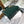medium lady 24 blue green patent calfskin