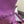kelly woc 20.5 purple epsom silver hardware