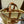 TEEN CLASSIC 20 PALM LEAVES AND TAN CALFSKIN
