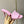 LV Neo Revival Mule 85mm Pink Cowhide