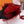 HM KELLY BAG 28 RED TOGO GOLD HARDWARE