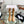 CC Rainboots Nude Rubber 204054