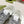 GG TRAINER BRIGHT GRAY CALFSKIN
