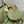micro lady 12 green lambskin ghw
