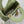 micro lady 12 green lambskin ghw