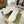 GG Rhyton Best Quality White