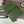 Loew Military Dark Green Leather Messager Bag