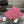 SET SCARF AND HAT IN PUNCH PINK MIX WHITE WOOL AND CASHMERE 946332