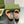 BLONDIE LOGO-PLAQUE LOAFERS IN ECRU BEIGE SUEDE