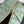 BV Loop Top Handle 19cm Sauge Lambskin