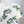 CD Fitted T-Shirt White Cotton Jersey with Green Toile de Jouy Clover Motif