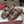GG 26ss Platform Slippers Monogram Canvas Sheepskin