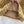 Gucci 2025 Dress Camel and Ebony Polyester Fiber