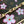 LV x TM Pochette Accessoires 22cm Sakura Brown Cherry Blossom Monogram Canvas