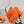 HM 25 Oran Orange Colorful Fur Canvas 738410