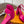 LV Swing Platform Sandal 8.5cm Hot Pink Satin 578754