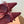 Miu 26s Pump 5.5cm Burgundy Canvas 887659