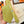 HM Boucles En Vrac Tie Yellow Twill Silk 210012