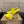CL 2026 Just Loubi 14.5cm Mules Yellow PVC Lambskin 828178