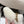 Chloe Covered Fur Slippers White Wool 514328