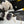 CC CH6314 Metal Sunglasses 189367
