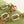 CAPUCINES BB 27 IN PEAR GREEN TAURILLON GOLD HARDWARE