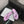 CC 2026 Thong Sandal Purple Metalic Calfskin 826184