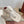 LP 25C Thong Slide Sandal White Suede 208108