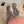 LP 25C Mindil Sandal Koala Brown Suede 208098