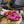 Jimmy 25 Kyda Nappa Sandals 55MM Fuchsia and Pink Leather 240108