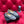 CC Moccasins Grey Suede And Lambskin