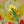 HM Bouquet Final Scarf 90 Beige Silk 139462