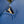 CAPUCINES MINI 21 COBALT BLUE TAURILLON GOLD HARDWARE