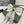 RIBBON BOW HAIR CLIP IN IVORY WHITE RE-NYLON ATTACHED PEARL 358258