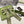 RIBBON BOW HAIR CLIP IN OLIVE GREEN RE-NYLON ATTACHED PEARL 358261