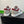 PRA DOWNTOWN WHITE MIX GREY AND RED LEATHER SNEAKER